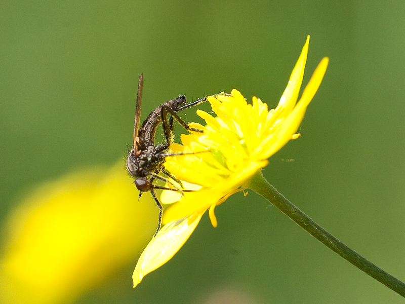 Empididae Ssp